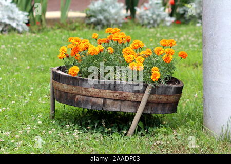 Retro Vintage old leaning partie inférieure de tonneau en bois décoratif utilisé comme grand pot de fleurs rempli de l'anglais marigold ou Pot marigold Banque D'Images