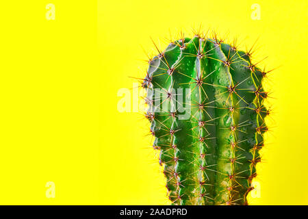 Cactus vert style d'été. Conception artistique. Fond jaune Banque D'Images