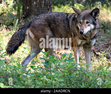 Wolf (Loup rouge) marche dans le champ avec un close up l'affichage de son corps, tête, oreilles, yeux, nez, pattes dans son environnement et ses environs. Banque D'Images