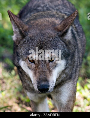 Wolf (Loup rouge) marche dans le champ avec un close up l'affichage de son corps, tête, oreilles, yeux, nez, pattes dans son environnement et ses environs. Banque D'Images