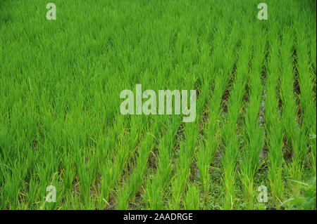 Pune ; Maharashtra Inde ; décembre 2015 : Asie du Sud-est - texture verte du riz ou champ oryza stiva Banque D'Images