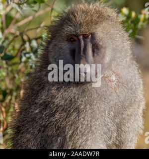 Un seul homme babouin Olive, tête et épaules vue portrait, format carré, Ol Pejeta Conservancy, Laikipia, Kenya, Africa Banque D'Images