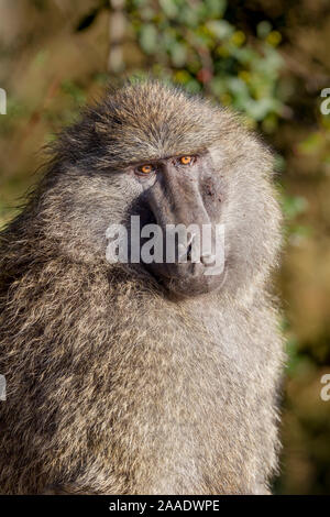 Un seul homme babouin Olive, tête et épaules vue portrait, format vertical, Ol Pejeta Conservancy, Laikipia, Kenya, Africa Banque D'Images