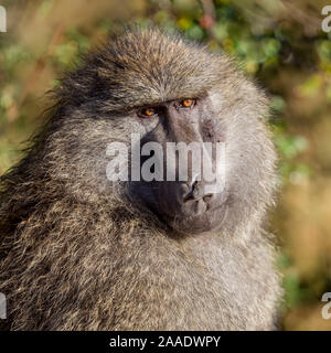 Un seul homme babouin Olive, tête et épaules vue portrait, format carré, Ol Pejeta Conservancy, Laikipia, Kenya, Africa Banque D'Images
