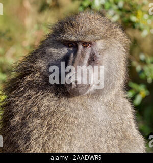 Un seul homme babouin Olive, tête et épaules vue portrait, format carré, Ol Pejeta Conservancy, Laikipia, Kenya, Africa Banque D'Images