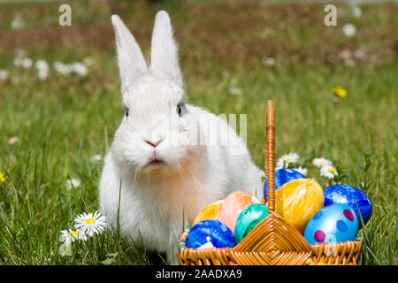 Osterhase, Weisser Hase mit im Ostereier Nid, Banque D'Images