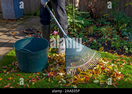 Gros plan de l'homme jardinier ratissant et collectant des feuilles tombées d'une pelouse dans un trug dans le jardin à l'automne Angleterre Grande-Bretagne Banque D'Images