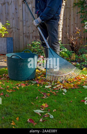 Gros plan de l'homme jardinier personne ratissant et collectant les feuilles tombées d'une pelouse dans le jardin à l'automne Angleterre Royaume-Uni Royaume-Uni Grande-Bretagne Banque D'Images