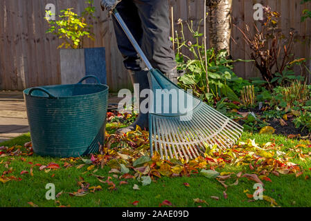 Gros plan de la personne homme jardinier ratissant balayage ramasser des feuilles tombées d'une pelouse d'herbe dans le jardin à l'automne Angleterre Royaume-Uni Grande-Bretagne Banque D'Images