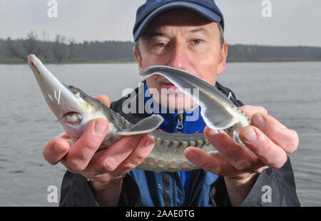 La rivière Oder, Stützkow, Allemagne. 21 Nov 2019. Lutz Zimmermann, un pêcheur dans la partie inférieure du Parc National de la vallée de l'Oder, montre un enfant de deux ans avant qu'il la libère de l'esturgeon dans la frontière germano-polonaise Oder. La dernière et plus grande de jeunes esturgeons sont libérés de cette année, l'élevage dans le parc national sur la liberté de l'Oder. Dpa : Crédit photo alliance/Alamy Live News Banque D'Images