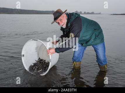 La rivière Oder, Stützkow, Allemagne. 21 Nov 2019. Zentralantiquariat Leipzig Gmbh Michael, directeur adjoint de la partie inférieure du Parc National de la vallée de l'Oder, déverse un récipient rempli d'esturgeons dans l'eau de la frontière germano-polonaise Oder. La dernière et plus grande de jeunes esturgeons sont libérés de cette année, l'élevage dans le parc national sur la liberté de l'Oder. Dpa : Crédit photo alliance/Alamy Live News Banque D'Images