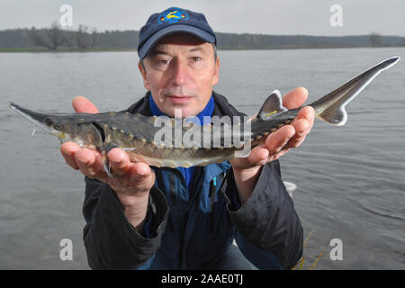 La rivière Oder, Stützkow, Allemagne. 21 Nov 2019. Lutz Zimmermann, un pêcheur dans la partie inférieure du Parc National de la vallée de l'Oder, montre un enfant de deux ans avant qu'il la libère de l'esturgeon dans la frontière germano-polonaise Oder. La dernière et plus grande de jeunes esturgeons sont libérés de cette année, l'élevage dans le parc national sur la liberté de l'Oder. Dpa : Crédit photo alliance/Alamy Live News Banque D'Images