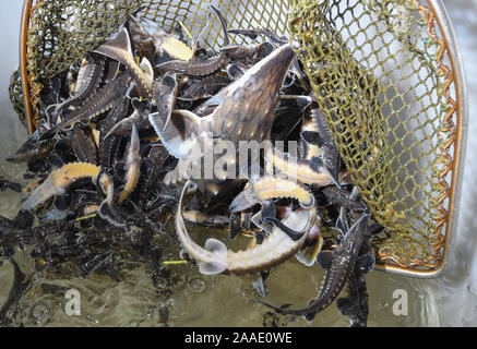 La rivière Oder, Stützkow, Allemagne. 21 Nov 2019. De nombreux petits esturgeons sont mis à partir d'un filet de l'atterrissage dans l'eau d'un récipient à la frontière germano-polonaise Oder. La dernière et plus grande de jeunes esturgeons sont libérés de cette année, l'élevage dans le parc national sur la liberté de l'Oder. Le stockage de l'Oder avec de jeunes poissons de la Baltic sturgeon (Acipenser oxyrinchus), originaire d'Europe et une fois disparue au siècle dernier, qui a débuté en 2007, est actuellement poursuivi pour la douzième année consécutive. Dpa : Crédit photo al Banque D'Images