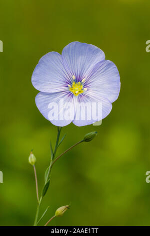 Staudenlein Stauden-Lein,Linum perenne,,Ordnung (Malpighienartige Leingewächse Malpighiales), Familie (Linaceae), Gattung Lein (Linum) Banque D'Images