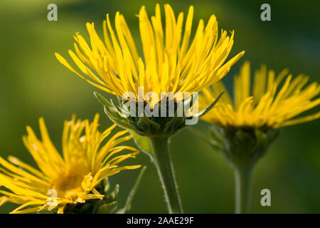 La société Alant (Inula helenium) ist eine Pflanze aus der Familie der Korbblütler. Banque D'Images