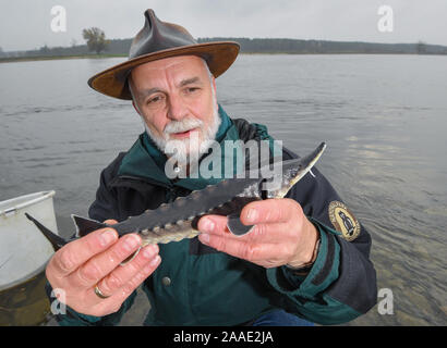 La rivière Oder, Stützkow, Allemagne. 21 Nov 2019. Zentralantiquariat Leipzig Gmbh Michael, directeur adjoint de la partie inférieure du Parc National de la vallée de l'Oder, montre un enfant de deux ans avant qu'il la libère de l'esturgeon dans la frontière germano-polonaise Oder. La dernière et plus grande de jeunes esturgeons sont libérés de cette année, l'élevage dans le parc national sur la liberté de l'Oder. Le stockage de l'Oder avec de jeunes poissons de la Baltic sturgeon (Acipenser oxyrinchus), originaire d'Europe et une fois disparue au siècle dernier, qui a débuté en 2007, est actuellement poursuivi pour la douzième année consécutive. Cette mesure accroît la Banque D'Images