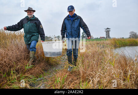 La rivière Oder, Stützkow, Allemagne. 21 Nov 2019. Zentralantiquariat Leipzig Gmbh Michael (l), directeur adjoint de la partie inférieure du Parc National de la vallée de l'Oder et Lutz Zimmermann, Parc National fisherman, transporter un récipient rempli d'esturgeons à la frontière germano-polonaise Oder. La dernière et plus grande de jeunes esturgeons sont libérés de cette année, l'élevage dans le parc national sur la liberté de l'Oder. Le stockage de l'Oder avec de jeunes poissons de la Baltic sturgeon (Acipenser oxyrinchus), originaire d'Europe et une fois disparue au siècle dernier, qui a débuté en 2007, est actuellement poursuivi pour la douzième année de succès Banque D'Images