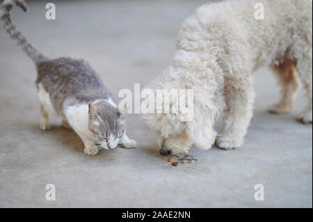 Le partage de nourriture pour chiens et chats ensemble. Thème Animaux domestiques bienvenus Banque D'Images