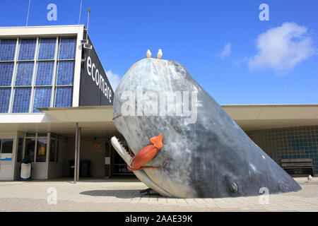 Cachalot Calmar géant de l'alimentation Banque D'Images