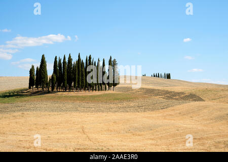 Cipressi di San Quirico d'Orcia / Les Cyprès de San Quirico d'Orcia - été paysage agricole toscane italie - campagne Toscane Banque D'Images