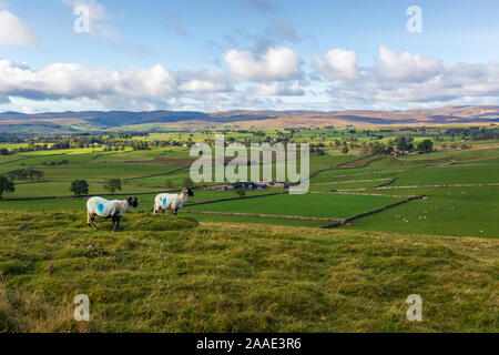 Des moutons paissant sur Orton cicatrice, une colline près du petit village d'Orton, près de Penrith, Cumbria (Royaume-Uni) en Banque D'Images