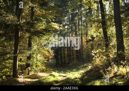 Chemin à travers la forêt au début de l'automne. Banque D'Images
