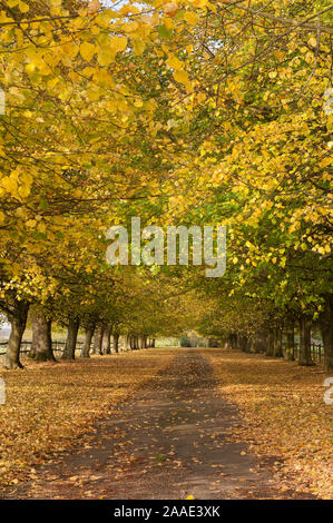 Paysager majestueux tilleuls, linden avenue, dur, Tilia cordata, montrant des jaunes de merveilleuses feuilles dorées en automne dans la campagne Banque D'Images