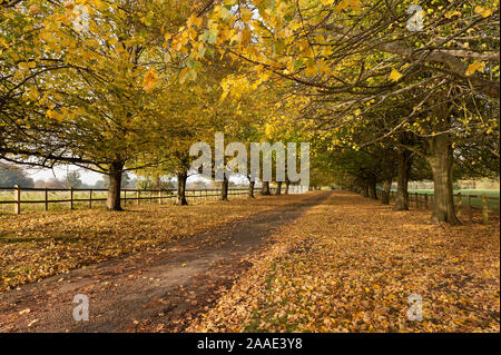 Paysager majestueux tilleuls, linden avenue, dur, Tilia cordata, montrant des jaunes de merveilleuses feuilles dorées en automne dans la campagne Banque D'Images