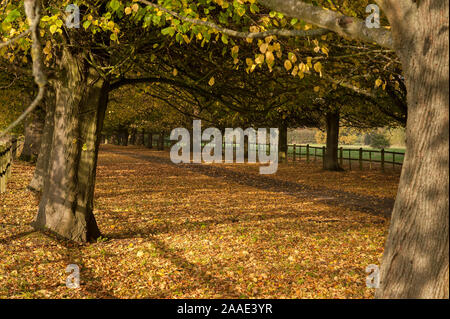 Paysager majestueux tilleuls, linden avenue, dur, Tilia cordata, montrant des jaunes de merveilleuses feuilles dorées en automne dans la campagne Banque D'Images