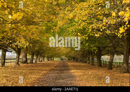 Paysager majestueux tilleuls, linden avenue, dur, Tilia cordata, montrant des jaunes de merveilleuses feuilles dorées en automne dans la campagne Banque D'Images