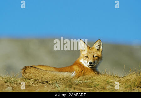 Fuchs (Vulpes vulpes), N.P., Denali en Alaska Banque D'Images