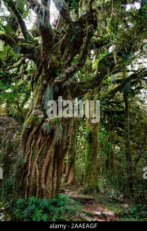 Forêt vierge à pied ci-dessous Mont Taranaki avec épiphytes, Parc National d'Egmont, près de Stratford, côte ouest de l'Île du Nord, Nouvelle-Zélande Banque D'Images