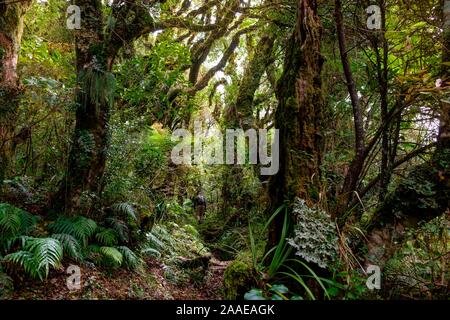 Forêt vierge à pied ci-dessous Mont Taranaki avec épiphytes, Parc National d'Egmont, près de Stratford, côte ouest de l'Île du Nord, Nouvelle-Zélande Banque D'Images