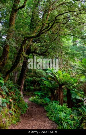 Sentier à travers forêt vierge au lac d'Waikareiti Te Urewera, Hawkes Bay, North Island, New Zealand Banque D'Images