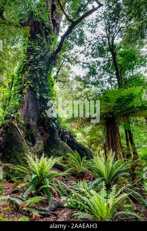 Sentier à travers forêt vierge avec épiphytes au lac de Waikareiti Te Urewera, Hawkes Bay, North Island, New Zealand Banque D'Images