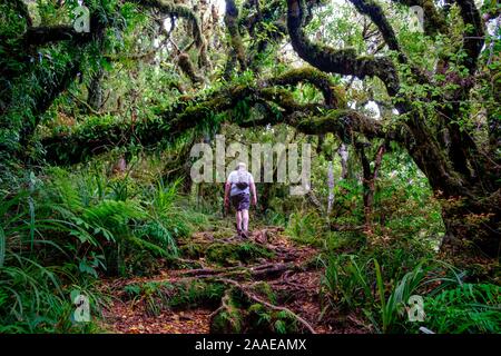 Forêt vierge à pied ci-dessous Mont Taranaki avec épiphytes, Parc National d'Egmont, près de Stratford, côte ouest de l'Île du Nord, Nouvelle-Zélande Banque D'Images