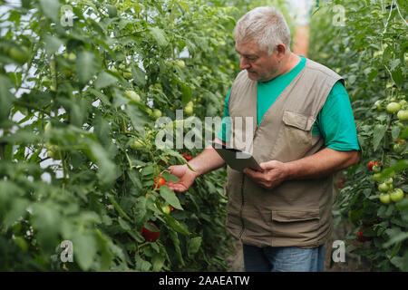 Agriculteur moderne utilise tablet in greenhouse Banque D'Images