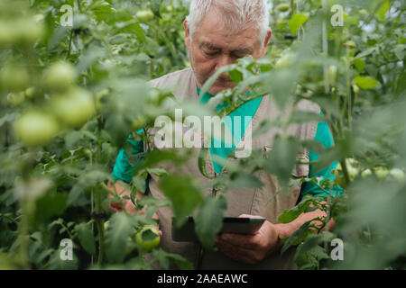 Agriculteur moderne utilise une tablette et contrôle la croissance des tomates Banque D'Images