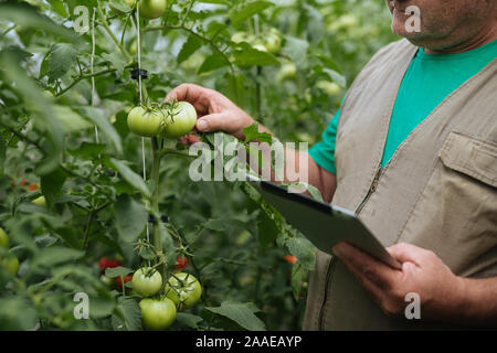 Agriculteur avec le comprimé lentement Inspecter les végétaux. Agronome Senior surveiller la récolte. Banque D'Images