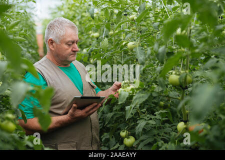 Agriculteur avec le comprimé lentement Inspecter les végétaux. Agronome Senior surveiller la récolte. Banque D'Images