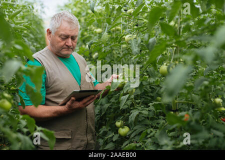 Agriculteur avec le comprimé lentement Inspecter les végétaux. Agronome Senior surveiller la récolte. Banque D'Images