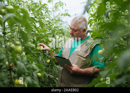 Agriculteur avec le comprimé lentement Inspecter les végétaux. Agronome Senior surveiller la récolte. Banque D'Images