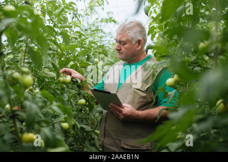 Agriculteur avec le comprimé lentement Inspecter les végétaux. Agronome Senior surveiller la récolte. Banque D'Images