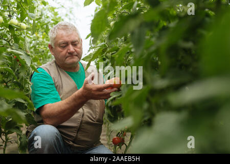 Agriculteur avec le comprimé lentement Inspecter les végétaux. Agronome Senior surveiller la récolte. Banque D'Images