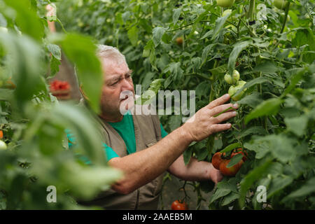 Agriculteur avec le comprimé lentement Inspecter les végétaux. Agronome Senior surveiller la récolte. Banque D'Images