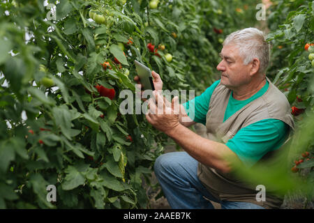 Agriculteur avec le comprimé lentement Inspecter les végétaux. Agronome Senior surveiller la récolte. Banque D'Images