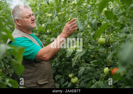 Agriculteur avec le comprimé lentement Inspecter les végétaux. Agronome Senior surveiller la récolte. Banque D'Images