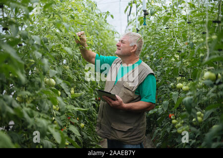 Agriculteur avec le comprimé lentement Inspecter les végétaux. Agronome Senior surveiller la récolte. Banque D'Images