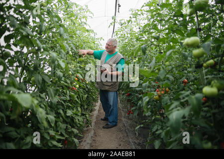 Agriculteur avec le comprimé lentement Inspecter les végétaux. Agronome Senior surveiller la récolte. Banque D'Images