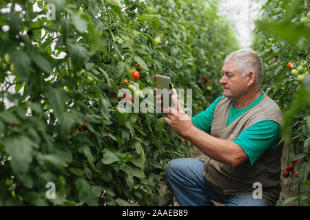 Agriculteur avec le comprimé lentement Inspecter les végétaux. Agronome Senior surveiller la récolte. Banque D'Images